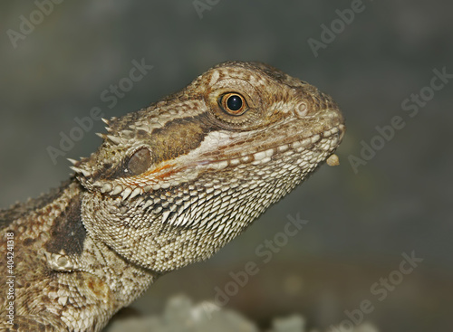 The central bearded dragon  Pogona vitticeps  is a common pet - trade species