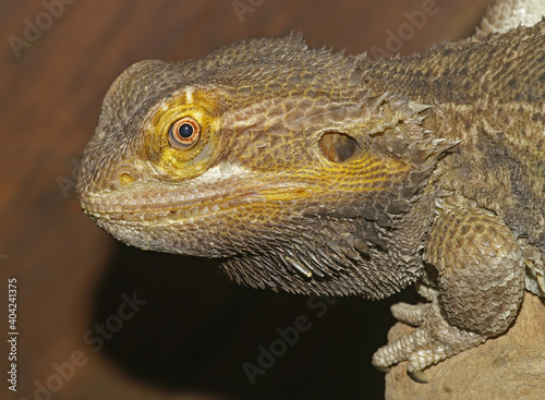 Close up of the head of a bearded dragon   Pogona viticeps