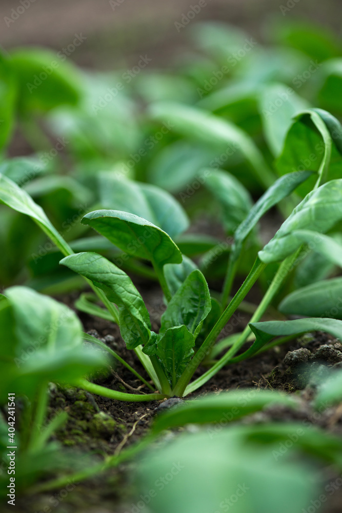Young fresh organic spinach plants in a greenhouse - selective focus Young fresh organic spinach plants in a greenhouse - selective focus