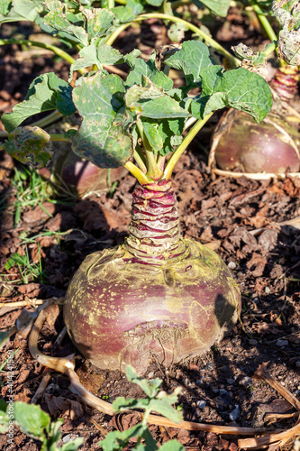 фотографія Brassica napus Tweed swede (turnip) an autumn vegetable crop plant whose seeds a