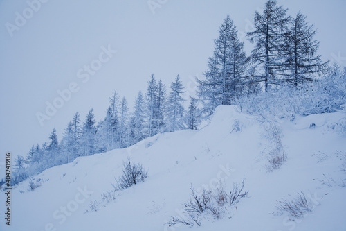 Beautiful winter landscape, frost on the branches of trees, the first snow, © evgenii
