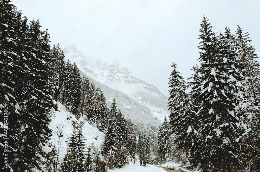 Scenic view of winter landscape with snow covered trees and mountain river in Alps, Slovenia. Beauty of nature concept background.