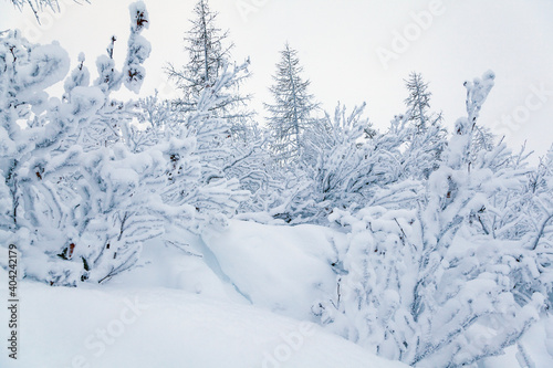 Beautiful winter landscape, frost on the branches of trees, the first snow,