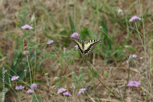 A European swallow tail, Papilio machaon enjoying sipping nectar from scabious flowers in the Gard, France
