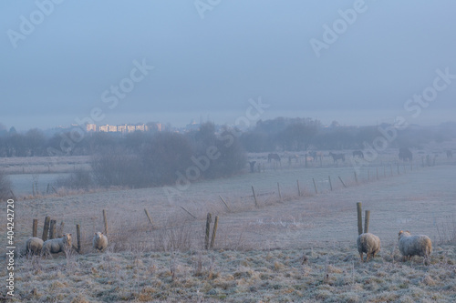 a herd of sheep grazing on a frozen pasture photographed on foggy morning photo