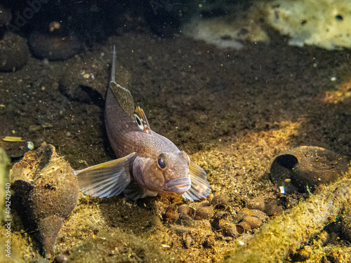 Round goby, neogobius melanostomus, nestled in the sand at the bottom of the beautiful clean river Danube photo