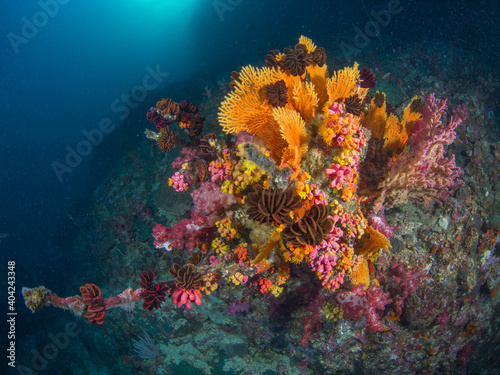 Coral formation with feather stars  Mergui archipelago  Myanmar 