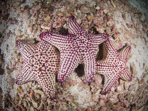 Cushion sea stars  Pentaceraster sp.   Mergui archipelago  Myanmar 