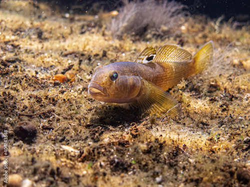 Fotografie Small Neogobius melanostomus, goby fish swimming at the bottom of the Danube riv