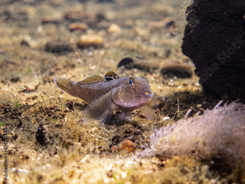 Little round goby fish  neogobius melanostomus  at the bottom of the crystal clear clean water of Danube river  nestled on the sand under water next to big black rock behind the white underwater plant