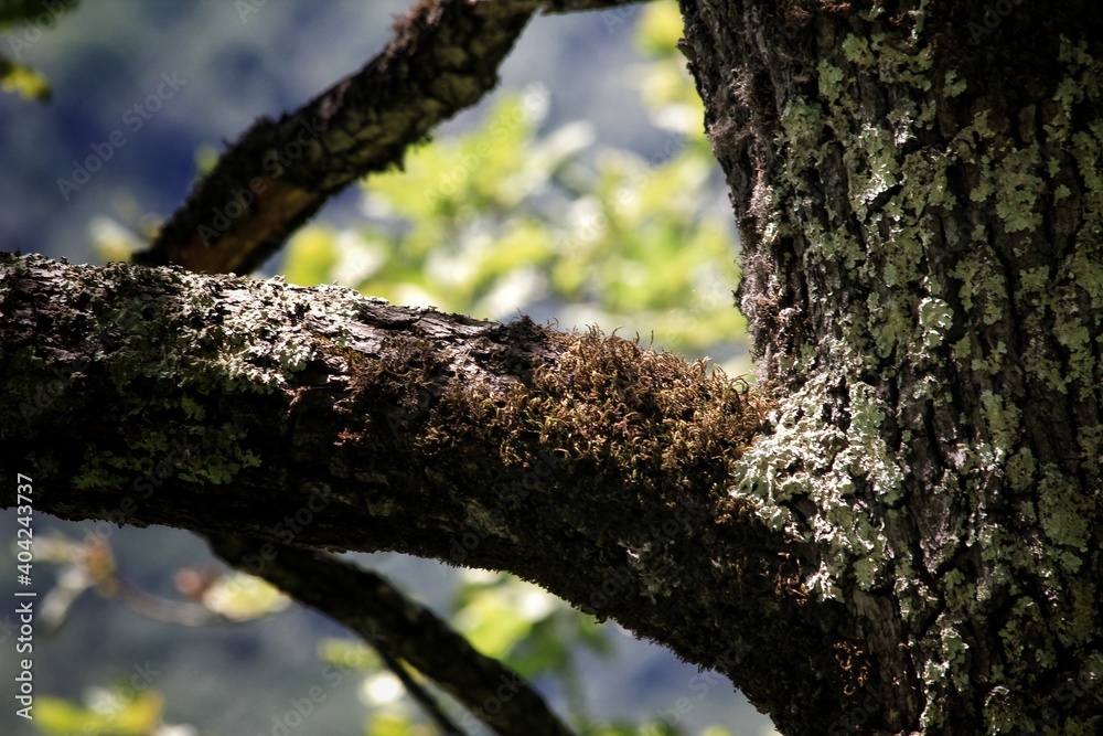 nature nature
