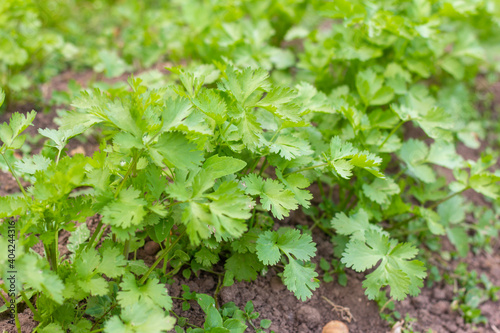 Young organic parsley grows in the garden.