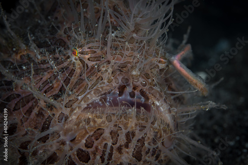 Close up detail portrait of hairy frogfish - Antennarius striatus