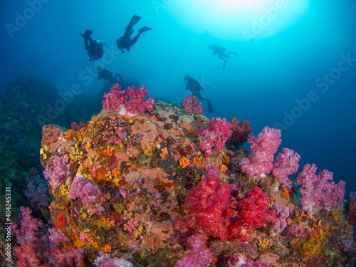 Fototapeta Naklejka Na Ścianę i Meble -  Colorful corals and scuba divers (Mergui archipelago, Myanmar)