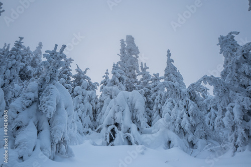 snow covered spruce trees