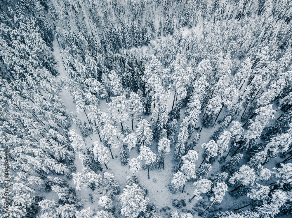 Fototapeta premium Fresh Snow Covering National Park Woods