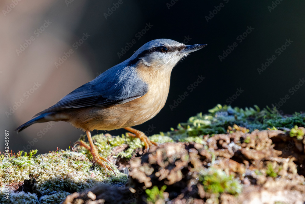 Fototapeta premium Eurasian nuthatch or wood nuthatch (Sitta europaea) perched on a log with moss on a dark out of focus background