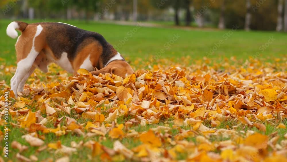 Beagle dig into fallen leaves by nose, look for hidden toy, slow motion shot. Dog search and then feel the scent and finally pick up object from soft heap, run away