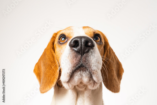 Dog headshoot isolated against white background. Beagle dog looking up.