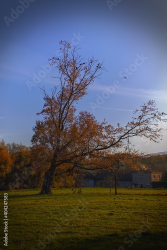 Fototapeta Naklejka Na Ścianę i Meble -  samotne drzewo 