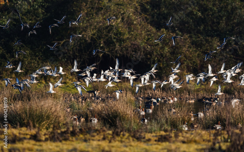 Black-tailed Godwit  Limosa limosa in the flight in environment