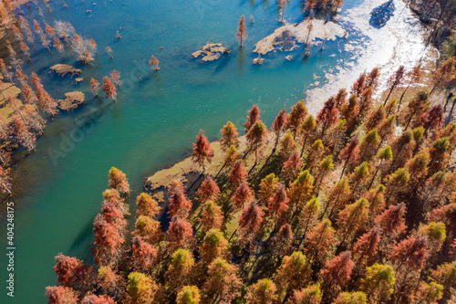 red wood trees in lake