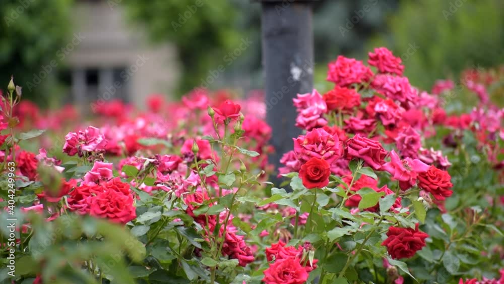 Red roses close up. very beautiful summer flowers. Red roses close up. very beautiful summer flowers.
