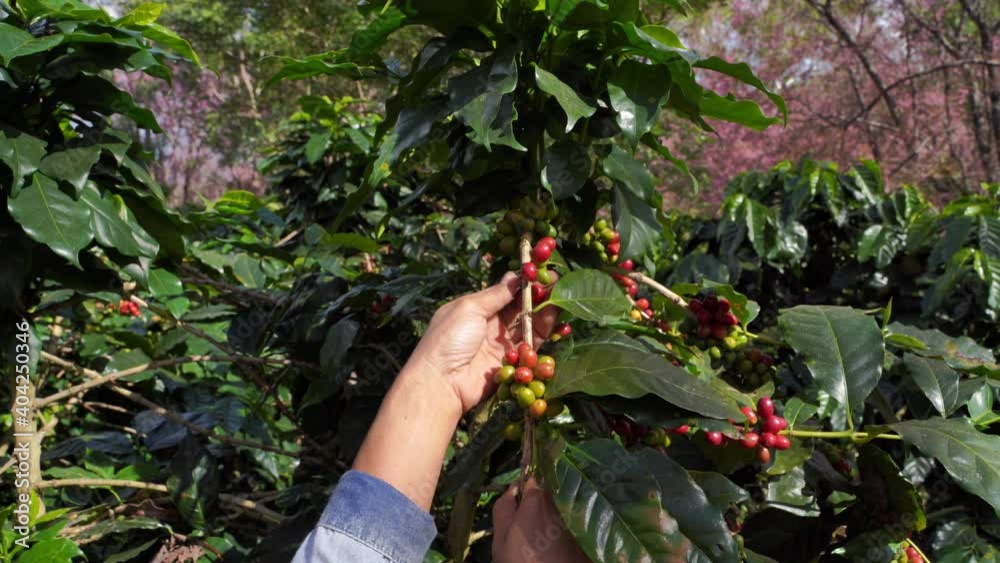 Close up picture of Farmers are collecting fresh coffee beans from Arabica trees grown on the highland in Mae Wang District, Chiang Mai Province. Close up picture of Farmers are collecting fresh coffee beans from Arabica trees grown on the highland in Mae Wang District, Chiang Mai Province.