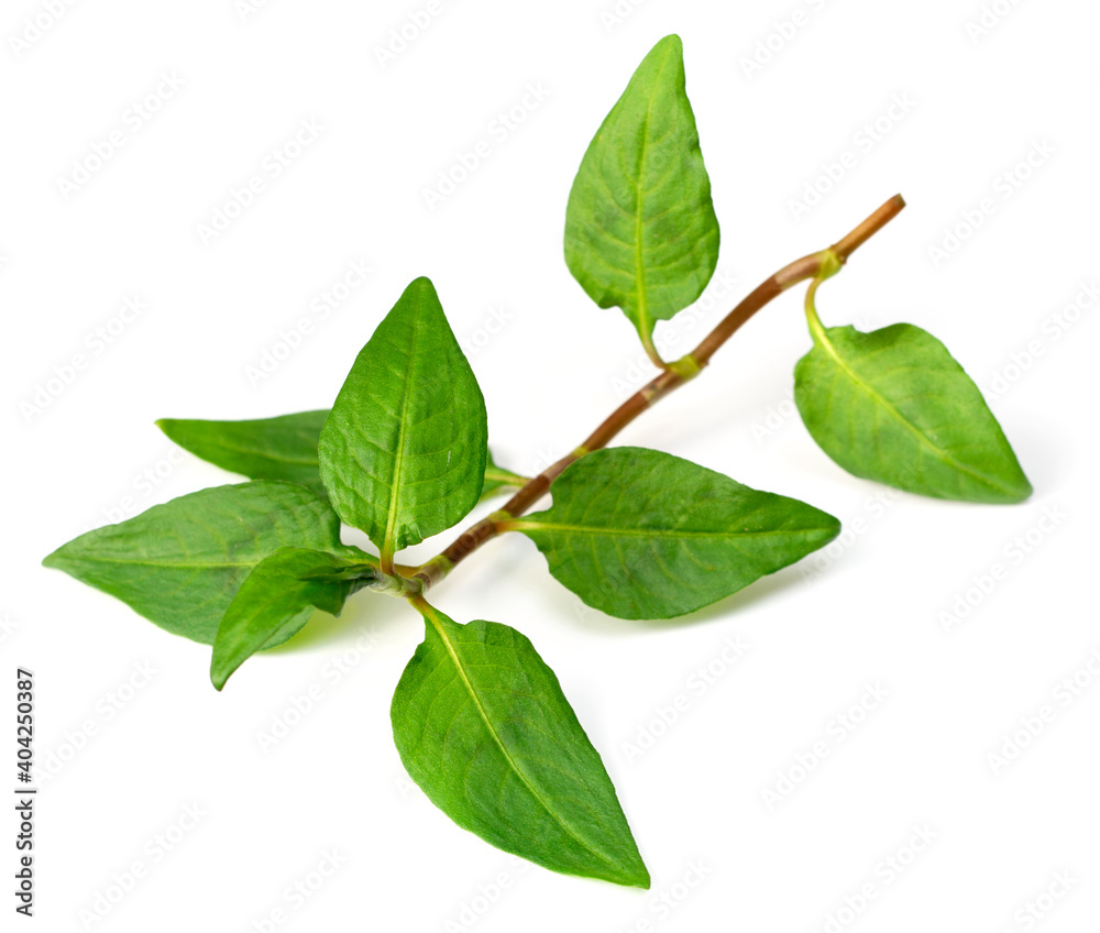 Fototapeta premium fresh laksa herb isolated on white background