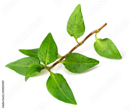 fresh laksa herb isolated on white background