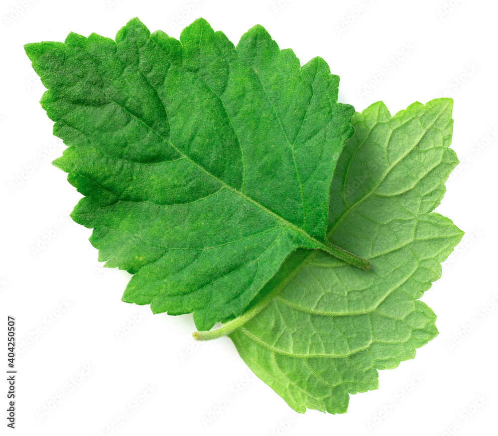 Obraz premium fresh Patchouli (Pogostemon cablin) leaves isolated on the white background, top view