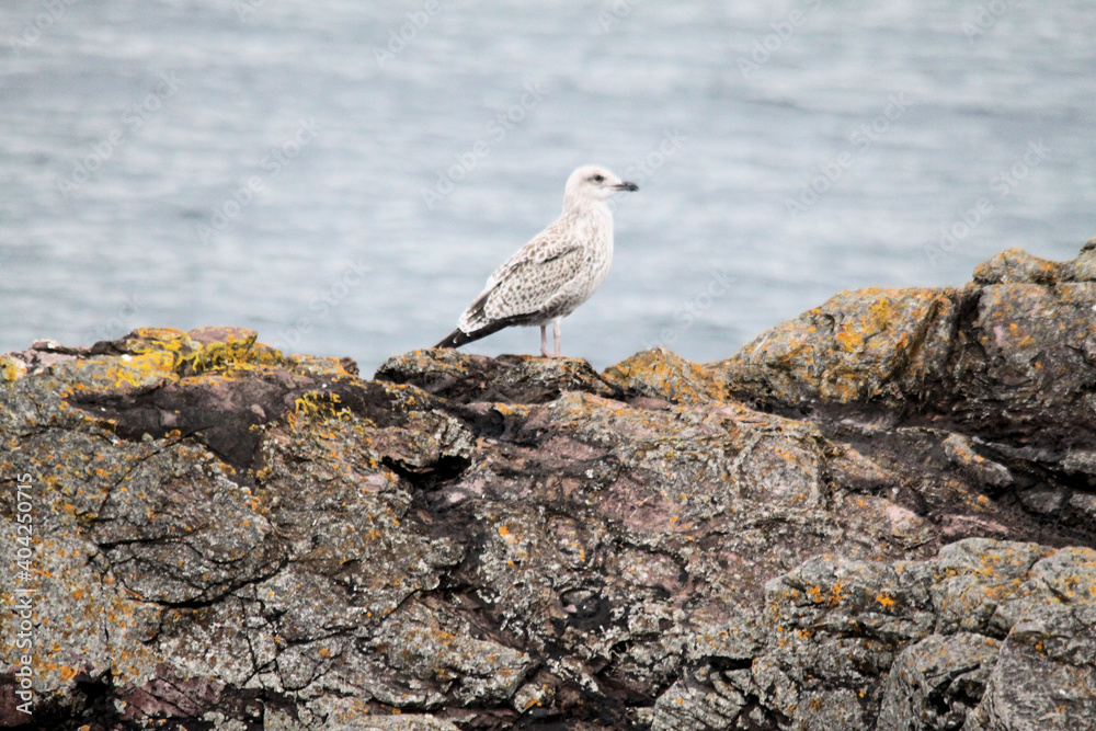 A view of a Seagull