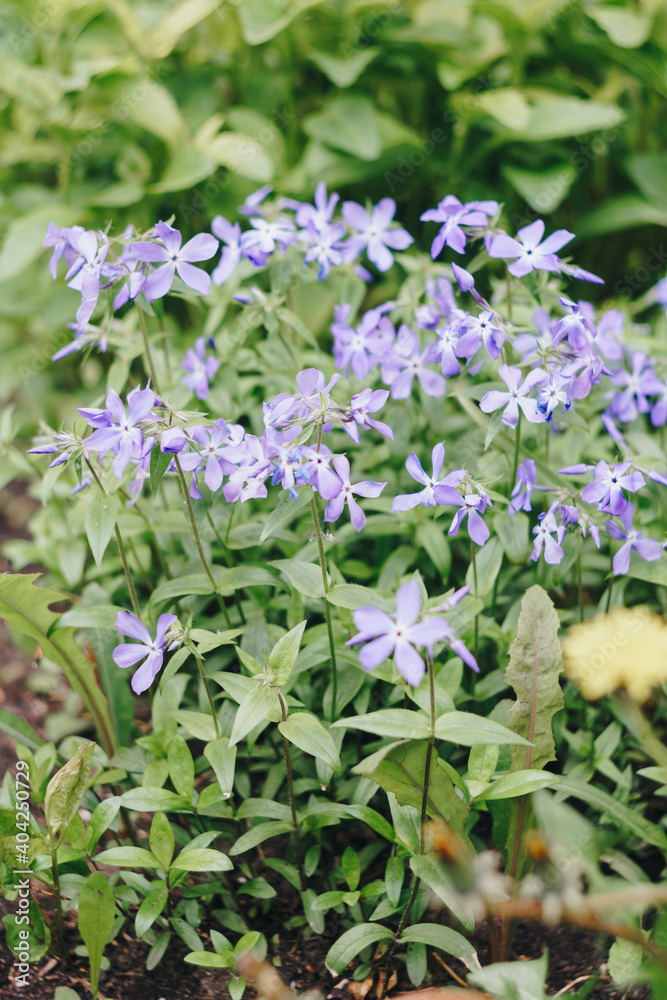 Small blue spring flowers on a background of green foliage