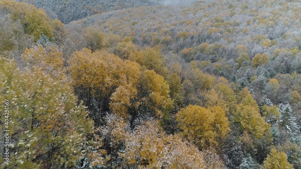 Aerial approximate snowy autumn yellow trees forest on mountain slopes. Beginning of winter natural unique landscape. Clouds are low over hills. Cinematic untouched scene. Cloudy weather Russia. Stock Aerial approximate snowy autumn yellow trees forest on mountain slopes. Beginning of winter natural unique landscape. Clouds are low over hills. Cinematic untouched scene. Cloudy weather Russia. Stock