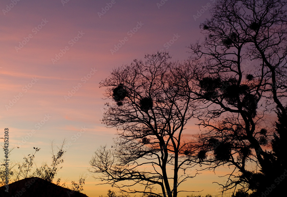 Arbre au crépuscule