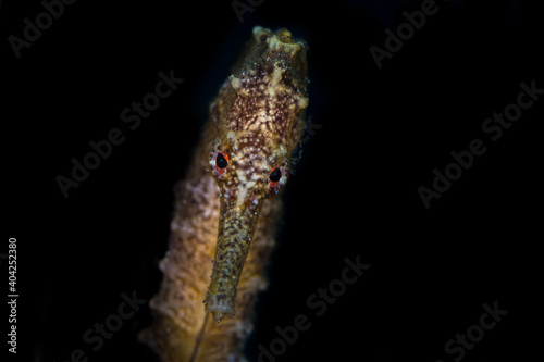Close up detail of Sulawesi seahorse 