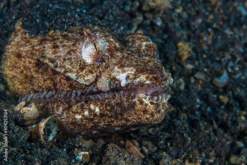 Crocodile snake eel sticking its head out of the sand - Brachysomophis crocodilinus