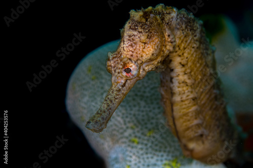 Close up detail of Sulawesi seahorse 