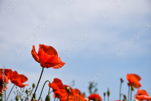 Single poppy flower in focus