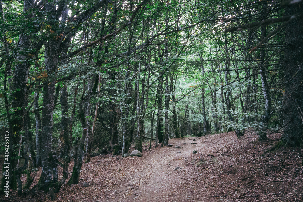Hiking trail in the forest leading to the top of Puy de Montchal volcano in Auvergne (France) Hiking trail in the forest leading to the top of Puy de Montchal volcano in Auvergne (France)