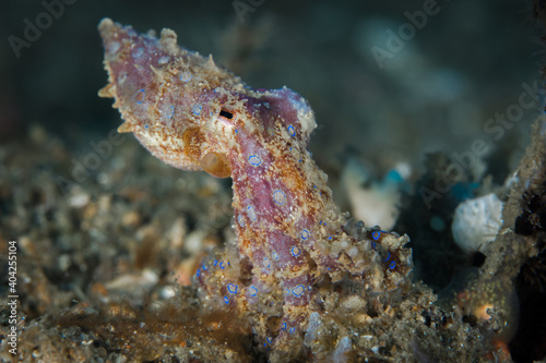 Blue ringed octopus on coral reef - Hapalochlaena