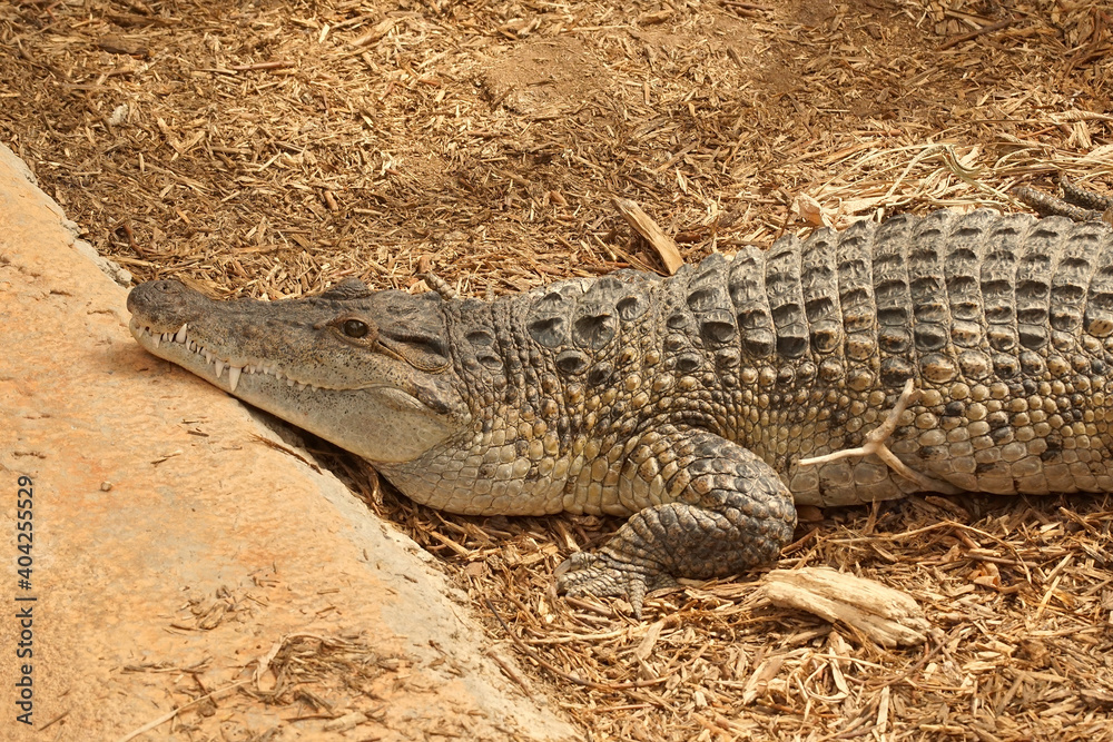 Fototapeta premium Close up of a Philippine or Mindoro crocodile, Crococdylus mindorensis