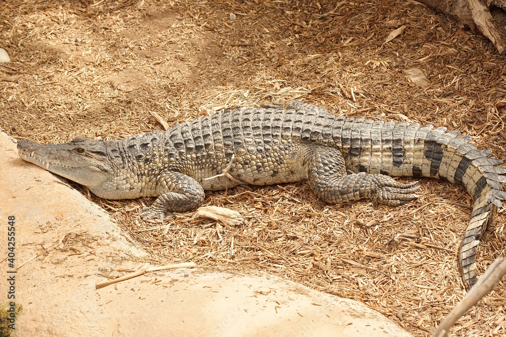 Fototapeta premium The Philippine or Mindoro crocodile, Crococdylus mindorensis, lives in freshwater in the Philippines