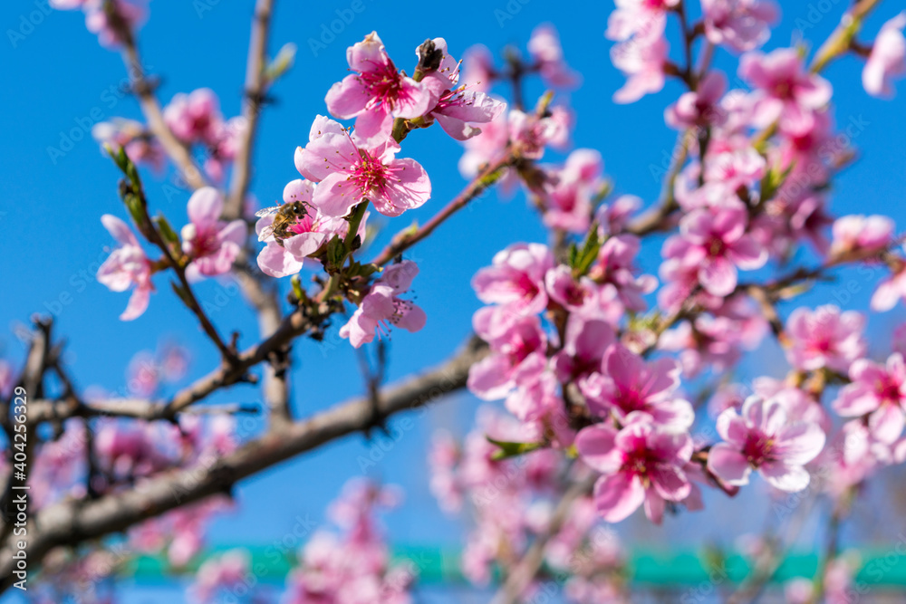 Buds and flowers on the branches of peach. Flowering tree in early spring. Pink flowers on a fruit tree against a blue sky. closeup of peach pink flowers in bloom Buds and flowers on the branches of peach. Flowering tree in early spring. Pink flowers on a fruit tree against a blue sky. closeup of peach pink flowers in bloom