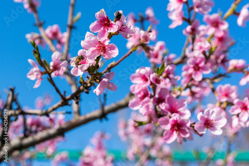 Buds and flowers on the branches of peach. Flowering tree in early spring. Pink flowers on a fruit tree against a blue sky. closeup of peach pink flowers in bloom