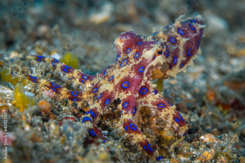 Blue ringed octopus on coral reef - Hapalochlaena photo