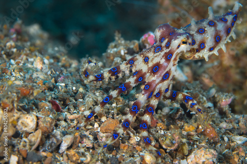 Blue ringed octopus on coral reef - Hapalochlaena