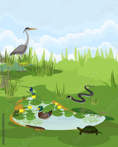 Pond biotope with different animals (bird, reptile, amphibians) in their natural habitat