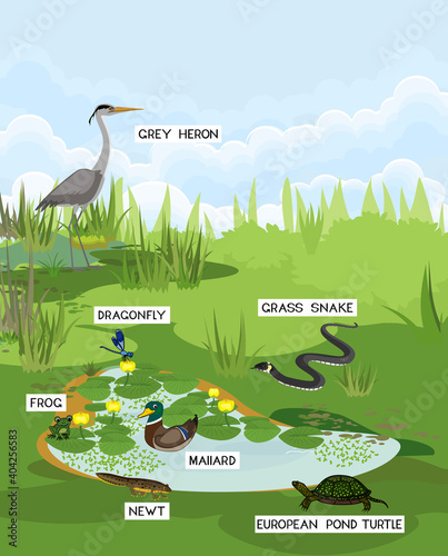 Pond biotope with different animals (bird, reptile, amphibians) in their natural habitat