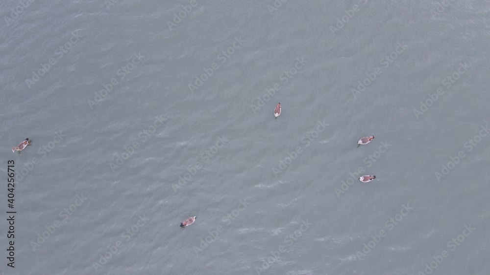 Aerial view of wild geese swimming in lake Aerial view of wild geese swimming in lake